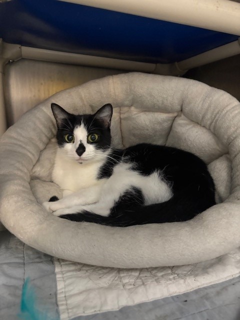 Robin, an adoptable Domestic Short Hair in Ladysmith, WI, 54848 | Photo Image 1