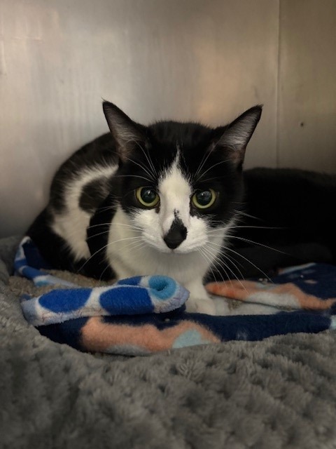 Robin, an adoptable Domestic Short Hair in Ladysmith, WI, 54848 | Photo Image 2
