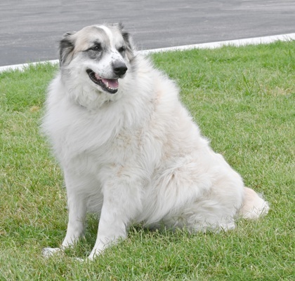 Kokomo