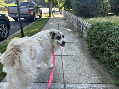 Kokomo