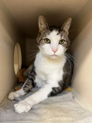 Charlie, Senior Male Domestic Short Hair