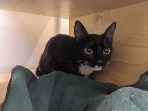 What my friends at Seattle Humane say about me I like other cats and would love to have another cat