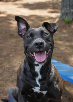 Jean is a three and half year-old mixed breed girl who oozes charm and sweetness She is competing f