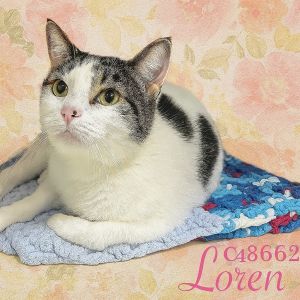Loren, Adult Female Domestic Short Hair