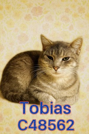 Tobias, Adult Male Domestic Short Hair