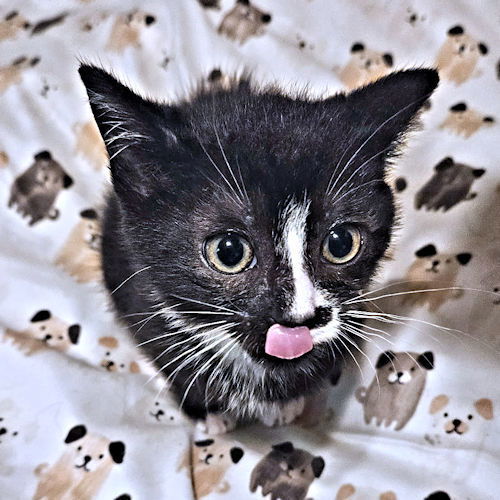 Tee