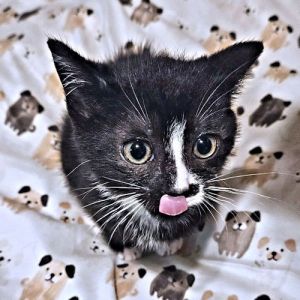 Tee, Baby Female Tuxedo