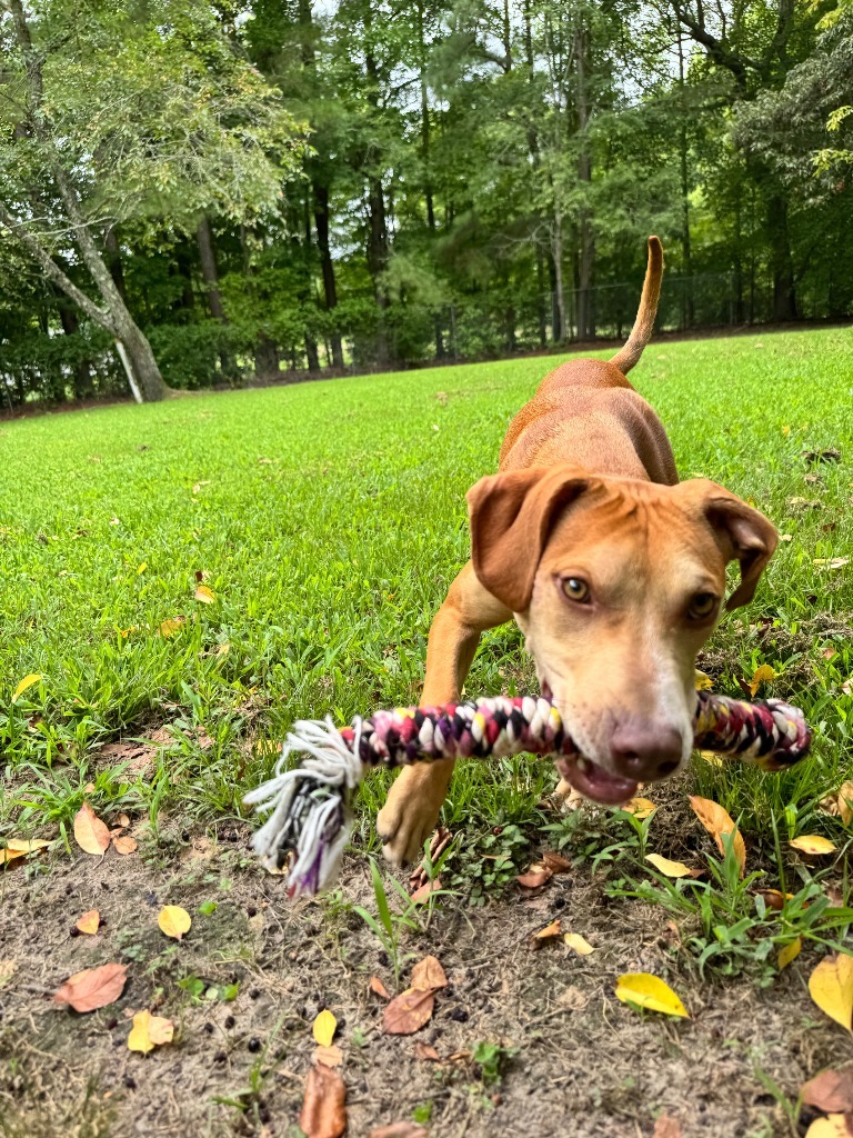Dexter
