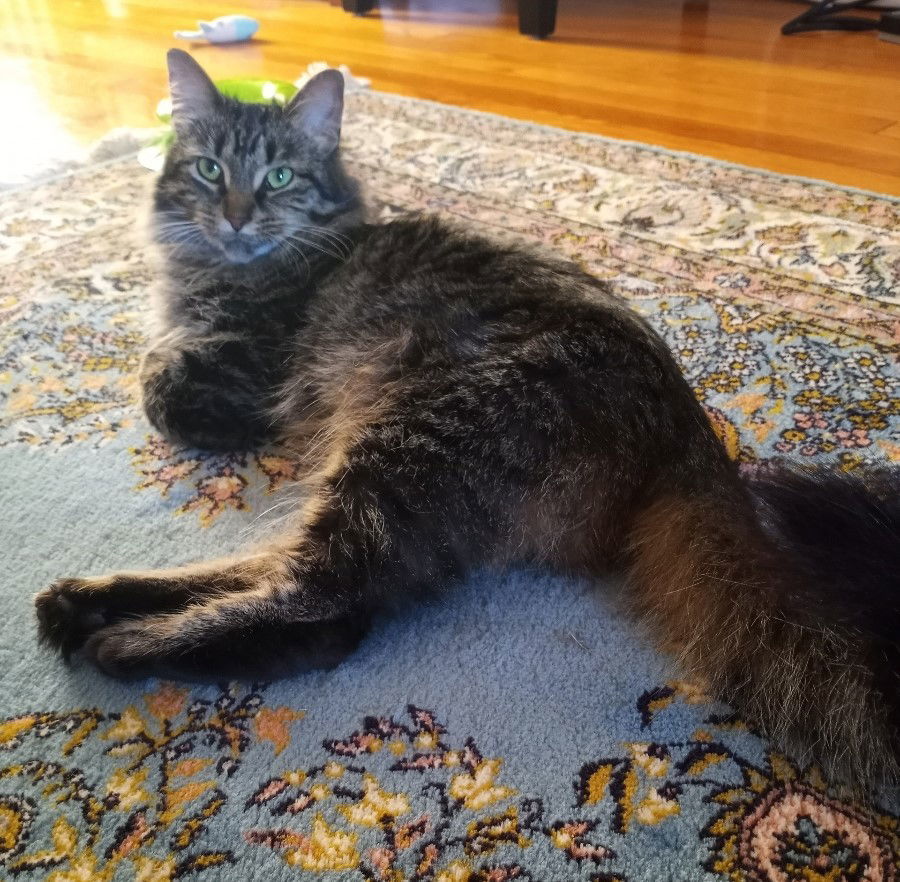 Maureen, an adoptable Domestic Medium Hair, Tabby in Traverse City, MI, 49686 | Photo Image 1