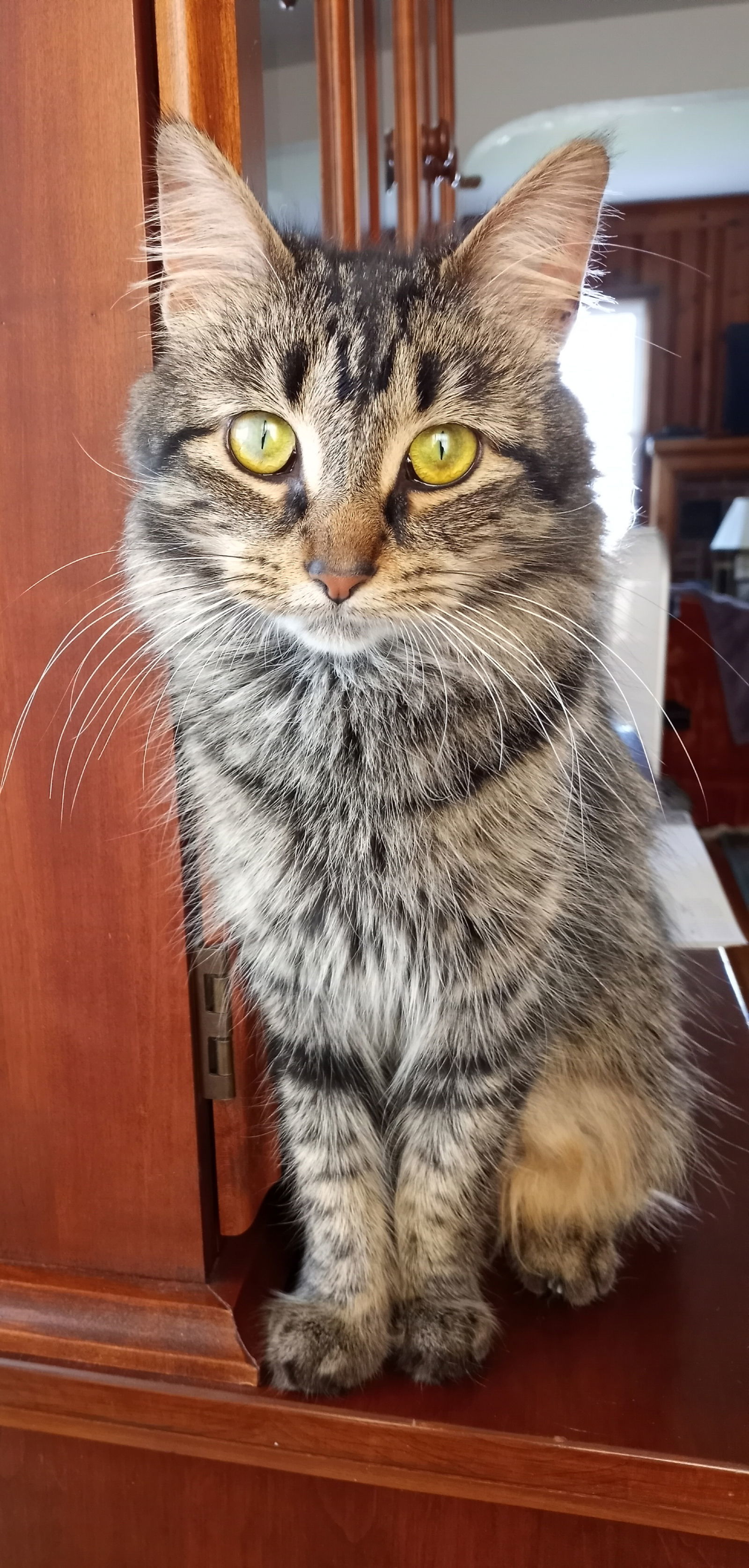 Maureen, an adoptable Domestic Medium Hair, Tabby in Traverse City, MI, 49686 | Photo Image 2