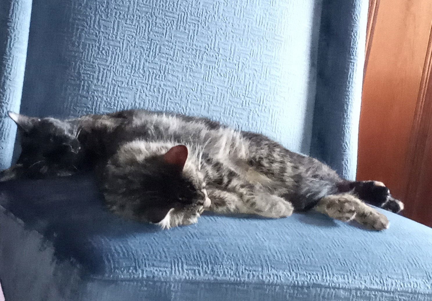 Maureen, an adoptable Domestic Medium Hair, Tabby in Traverse City, MI, 49686 | Photo Image 3
