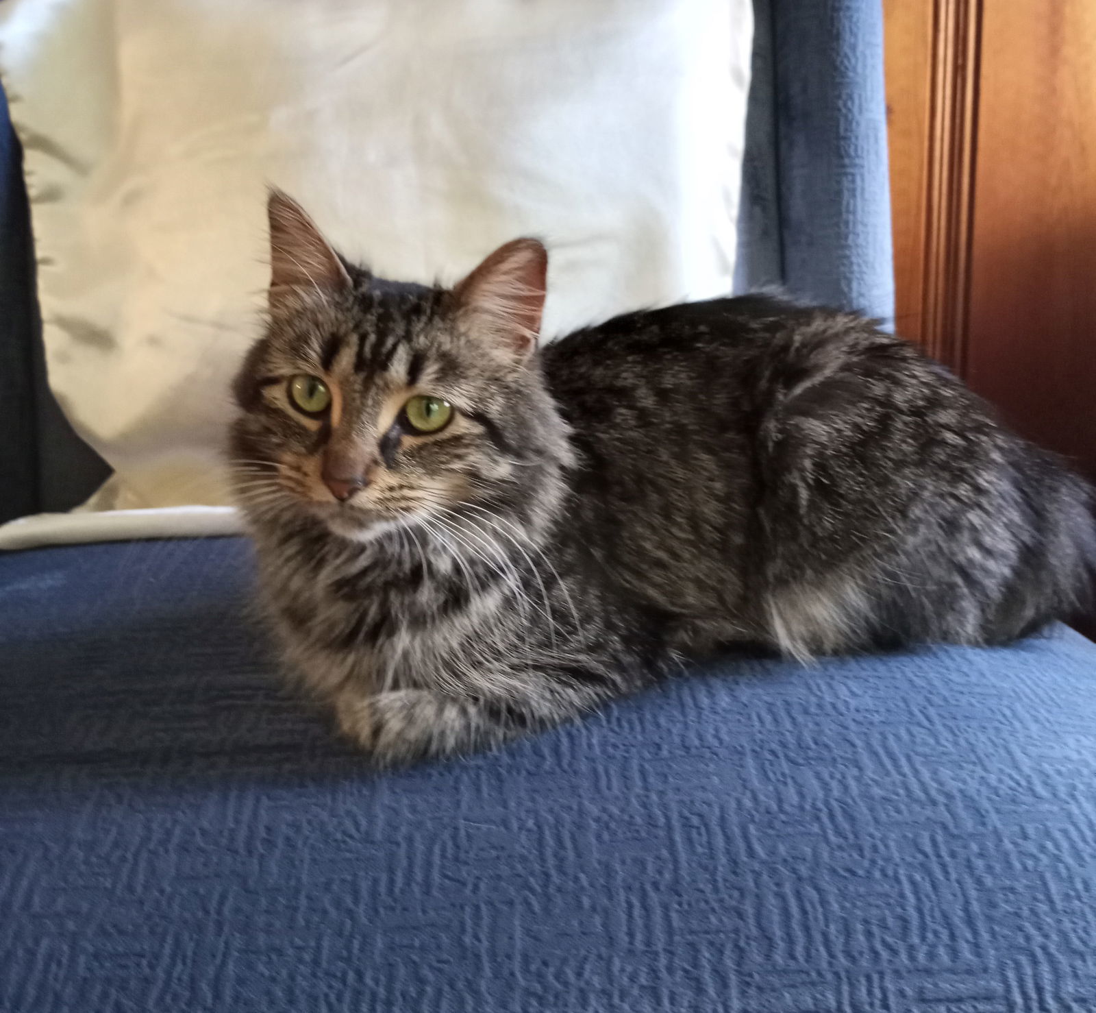 Maureen, an adoptable Domestic Medium Hair, Tabby in Traverse City, MI, 49686 | Photo Image 3