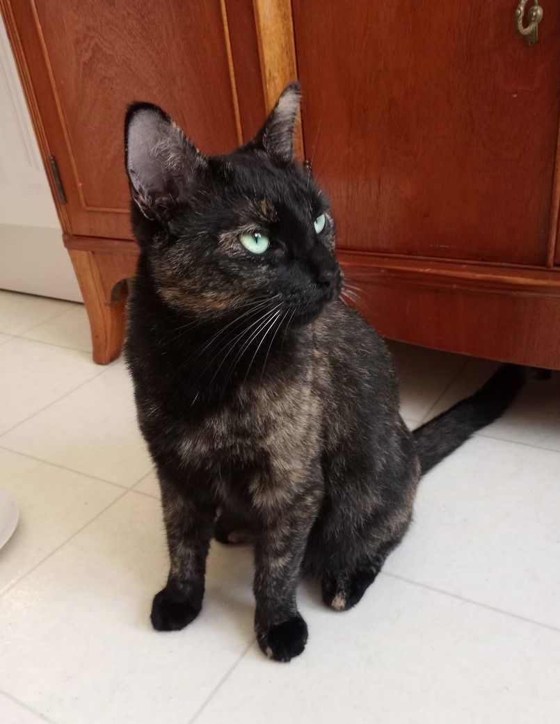 Izzy, an adoptable Domestic Short Hair, Tortoiseshell in Traverse City, MI, 49686 | Photo Image 1