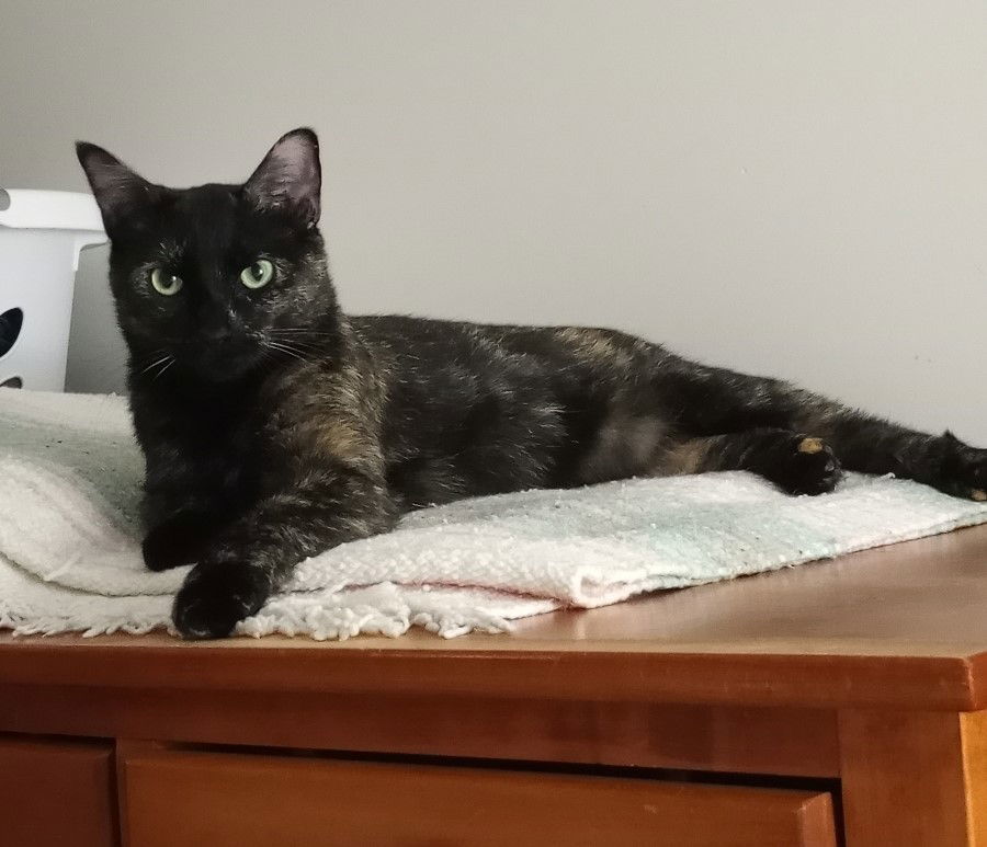 Izzy, an adoptable Domestic Short Hair, Tortoiseshell in Traverse City, MI, 49686 | Photo Image 2