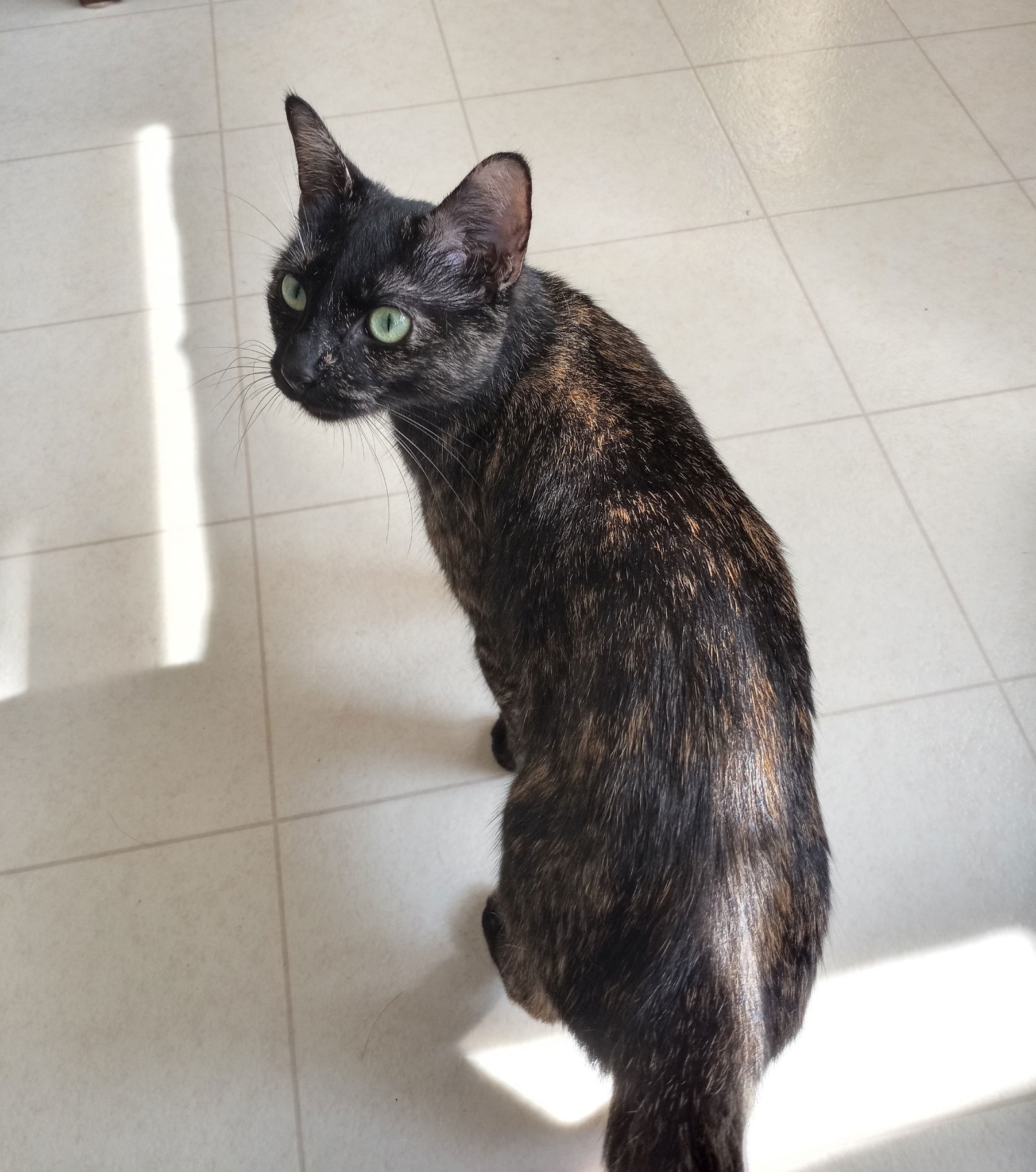 Izzy, an adoptable Domestic Short Hair, Tortoiseshell in Traverse City, MI, 49686 | Photo Image 3