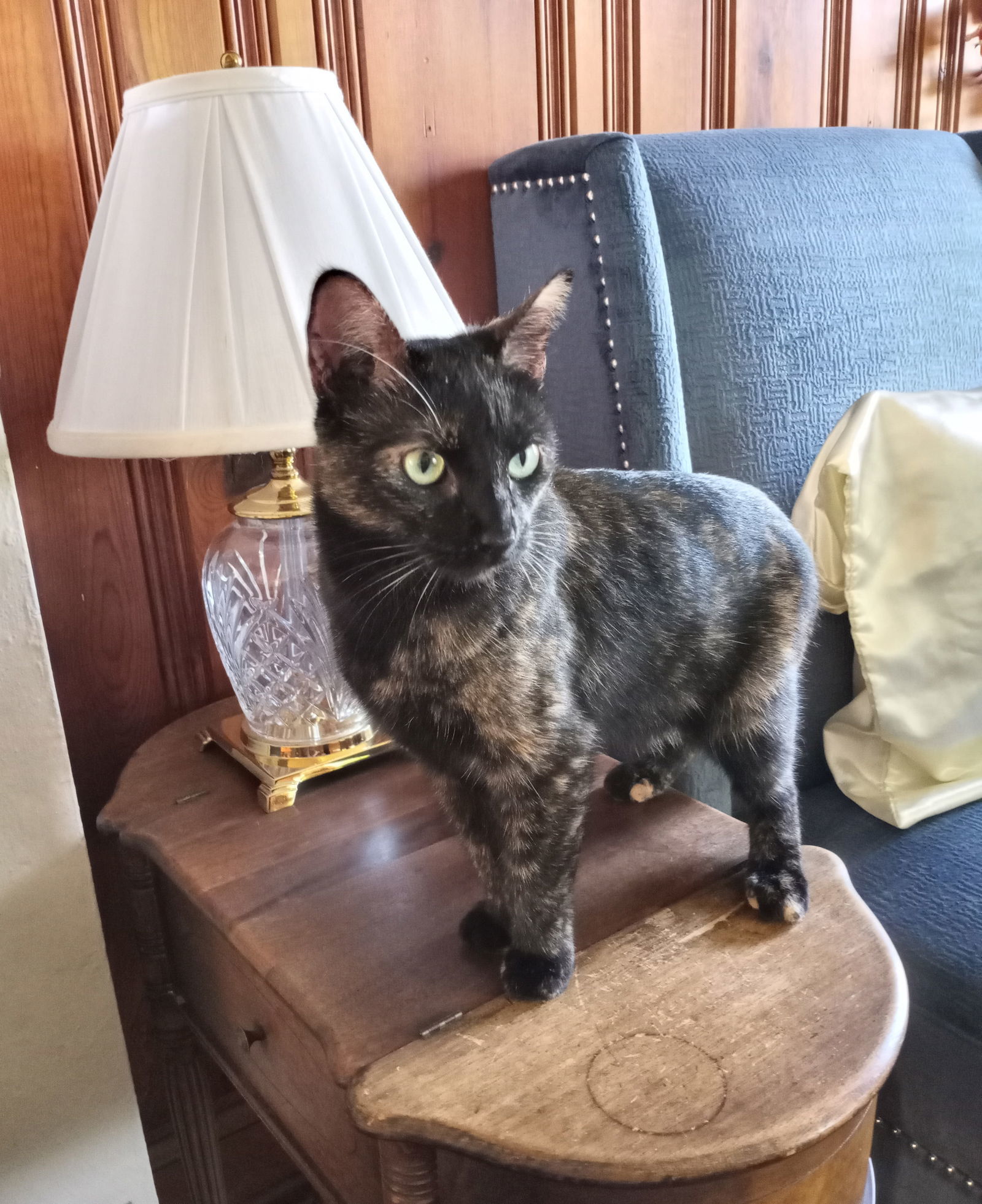 Izzy, an adoptable Domestic Short Hair, Tortoiseshell in Traverse City, MI, 49686 | Photo Image 3