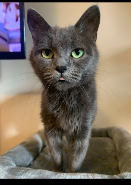 Wanda, an adoptable Domestic Short Hair in Gwinn, MI, 49841 | Photo Image 1
