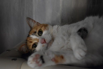 Little Kitty