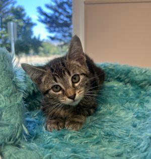 Primary Color Brown Tabby Weight 245lbs Age 0yrs 0mths 11wks Animal has been Spayed