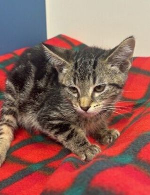 Primary Color Brown Tabby Weight 24lbs Age 0yrs 0mths 11wks Animal has been Neutered