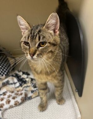 Primary Color Brown Tabby Weight 628lbs Age 0yrs 6mths 1wks Animal has been Spayed