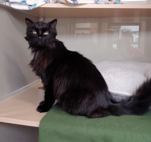 Hi Im Dewdrop And I am as sweet as I am gorgeous I love all of the belly rubs