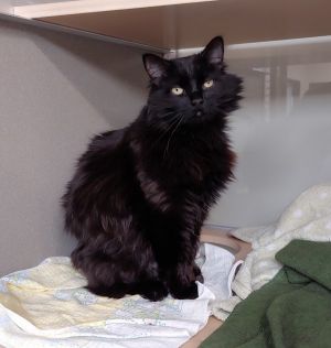 Hi Im Dewdrop And I am as sweet as I am gorgeous I love all of the belly rubs and