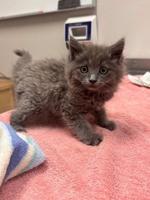 Primary Color Grey Weight 167lbs Age 0yrs 0mths 9wks Animal has been Spayed
