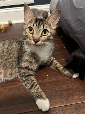 Georgina Domestic Short Hair Cat