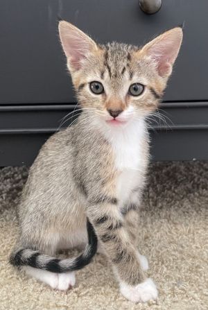 Rose is a super friendly and playful little kittenIf you are interested in adopting this cat you ca