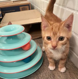 Galway Domestic Short Hair Cat