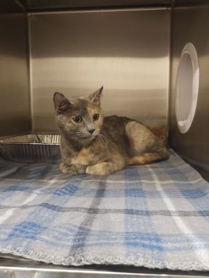 2025-06-225 *Skylar*, Adult Female unknown