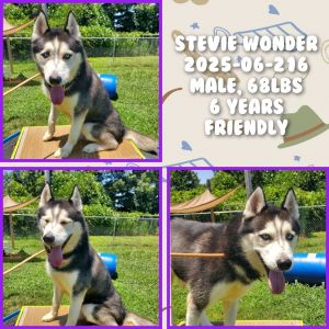 2025-06-216 *Stevie Wonder*, Adult Male unknown
