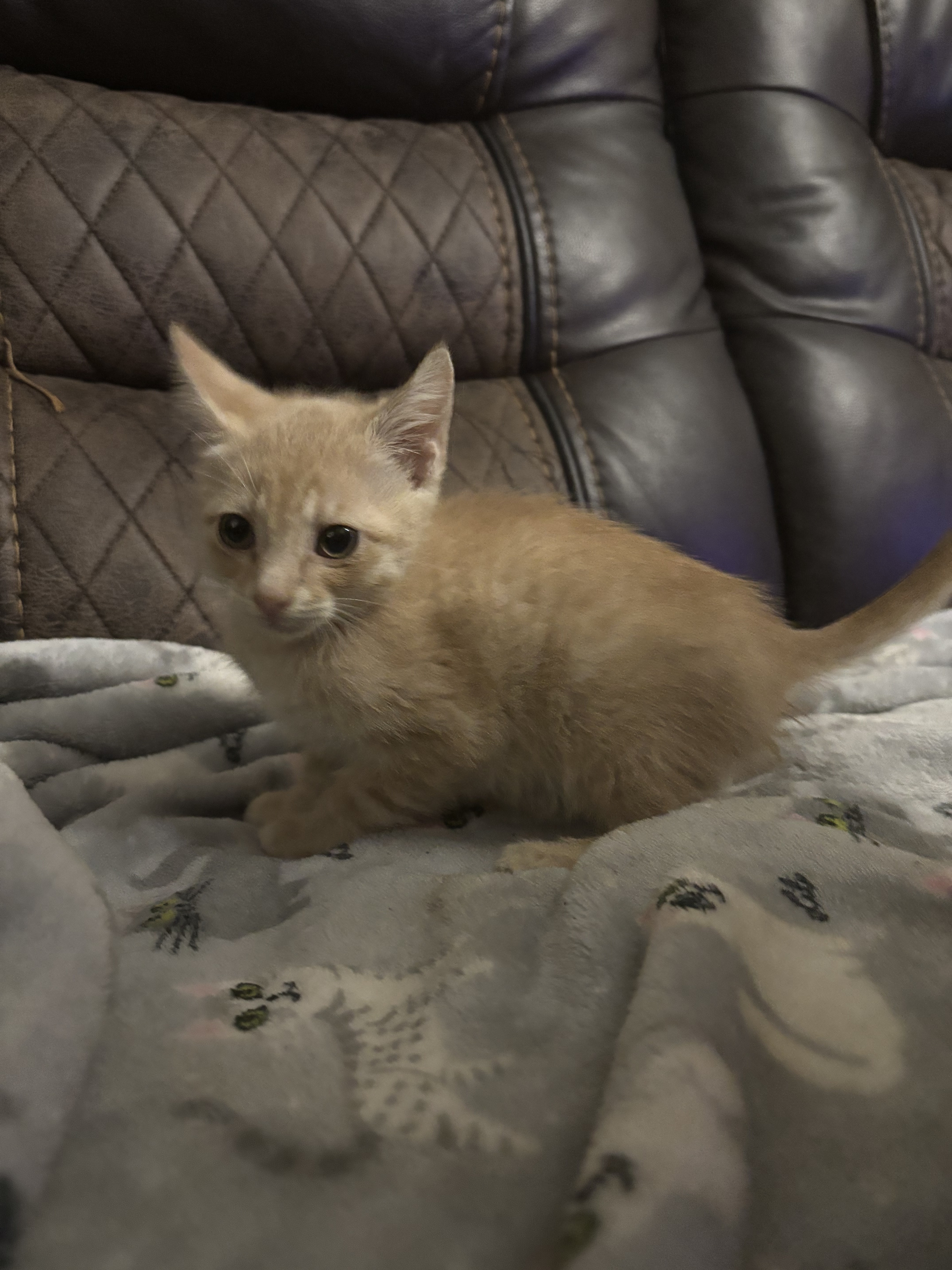 Cooper Long-Tail