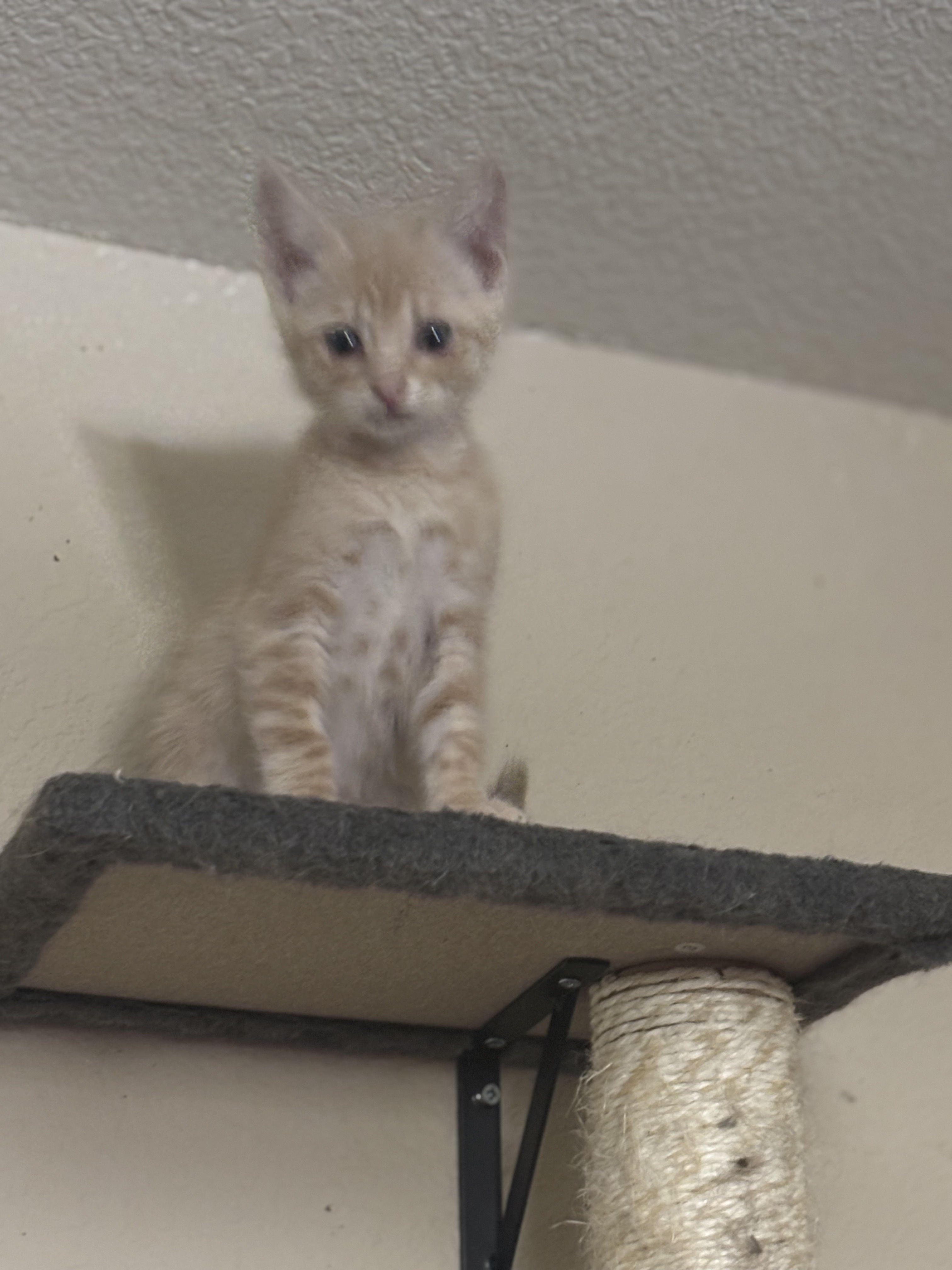 Cooper Long-Tail