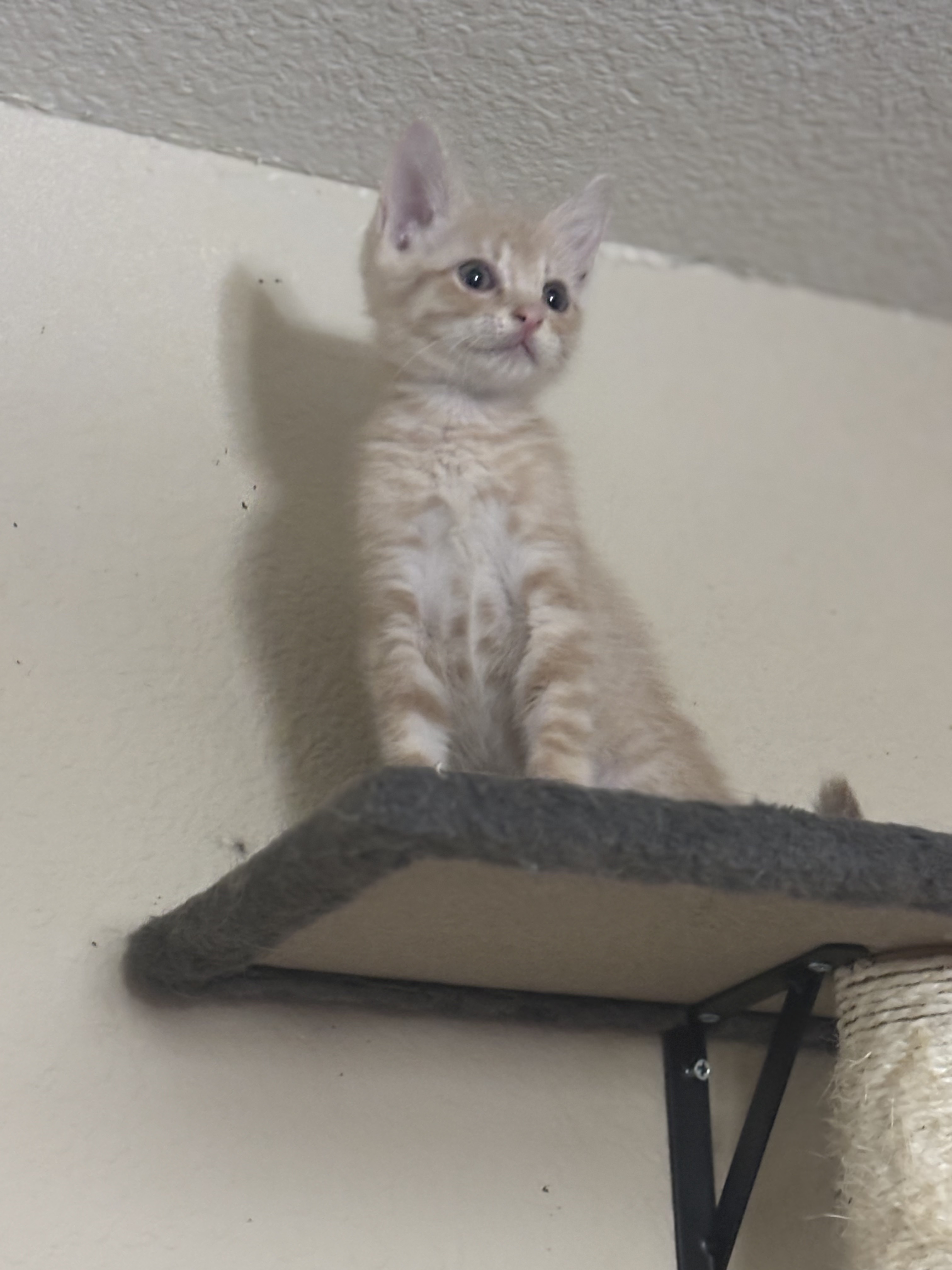 Cooper Long-Tail