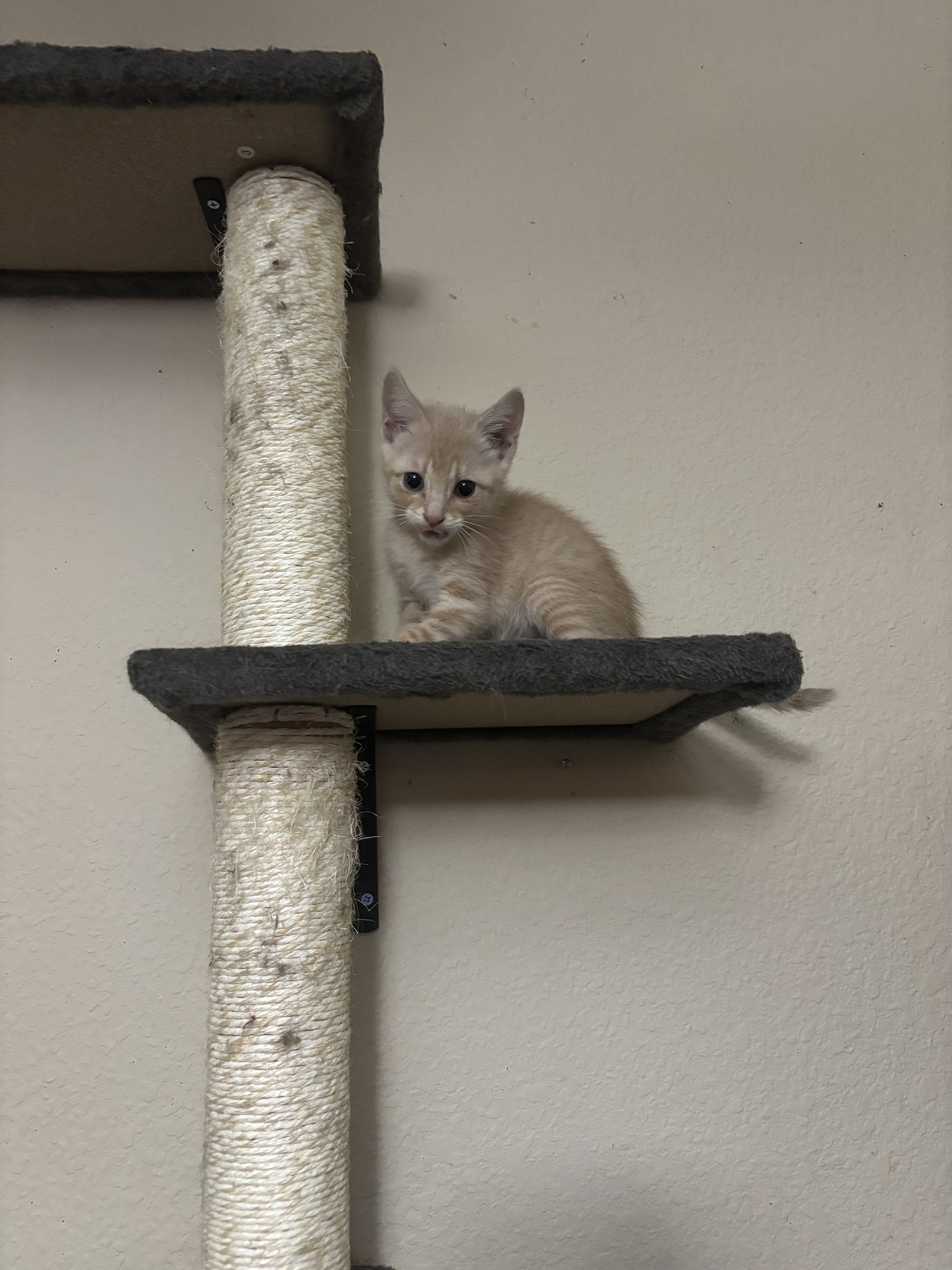 Cooper Long-Tail