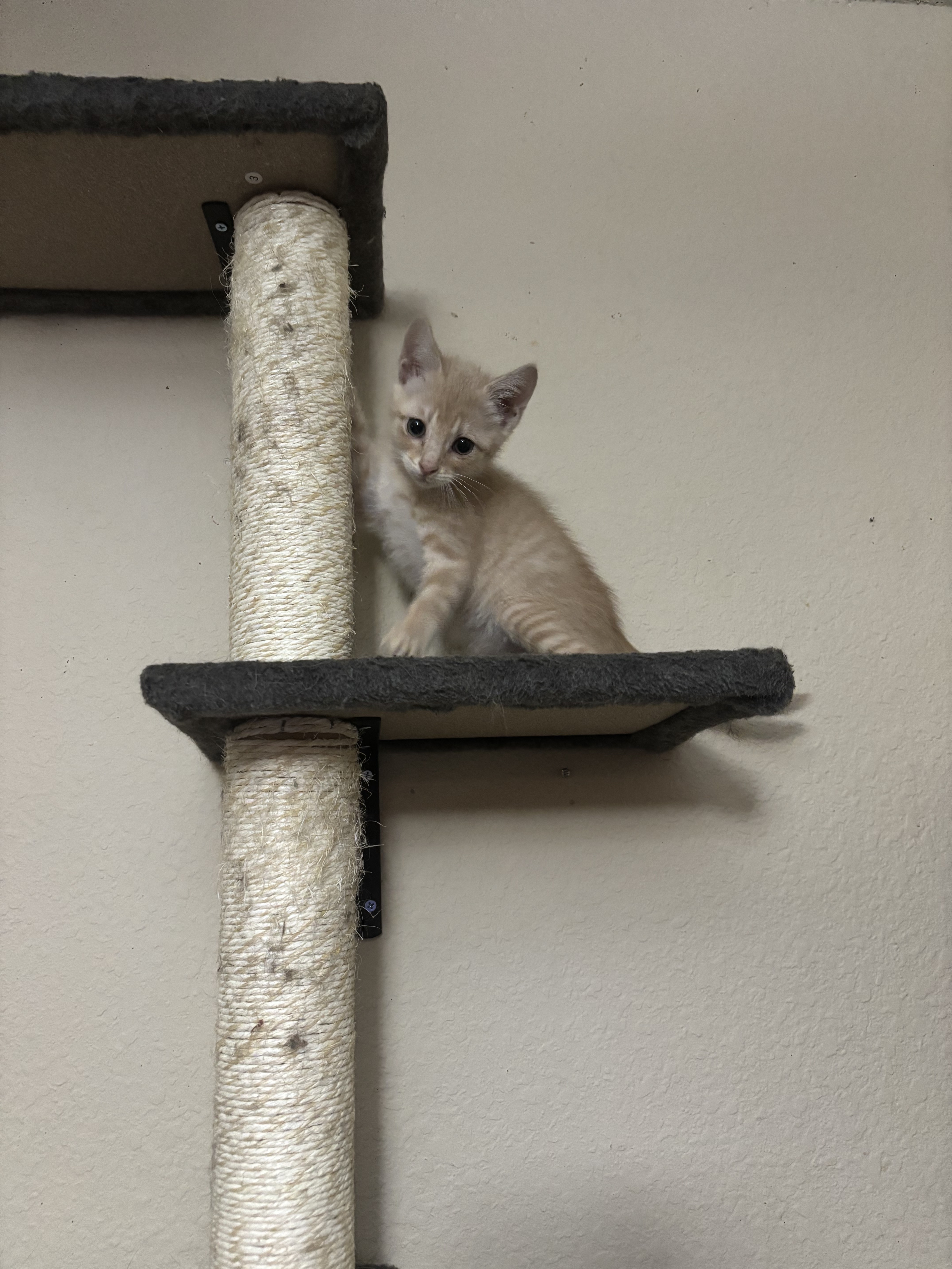 Cooper Long-Tail