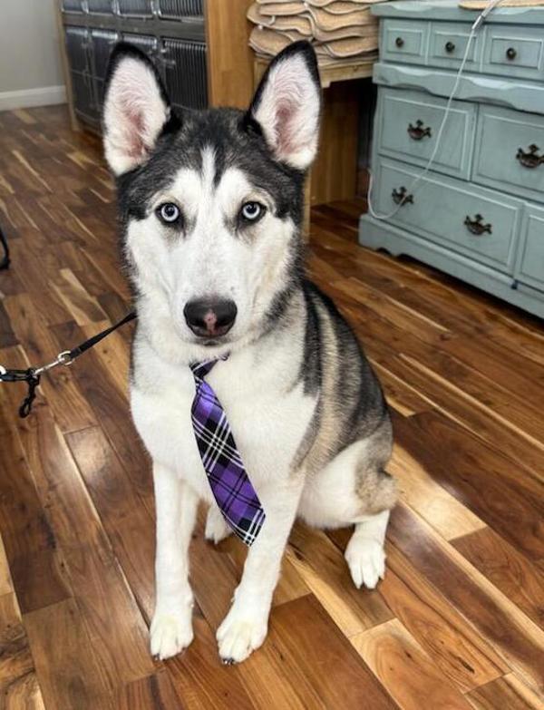 Moose, an adoptable Siberian Husky in Kennewick, WA, 99336 | Photo Image 1