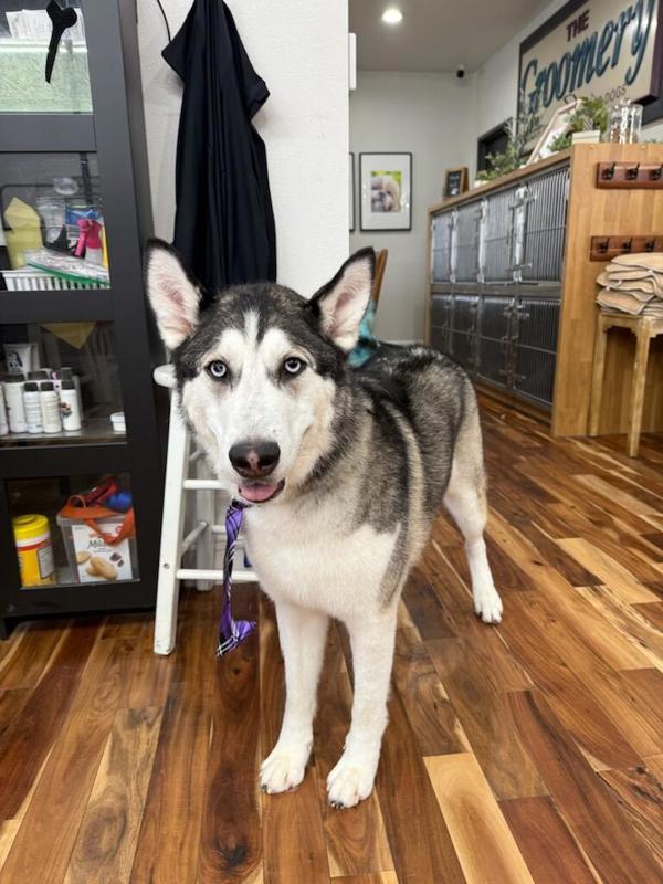 Moose, an adoptable Siberian Husky in Kennewick, WA, 99336 | Photo Image 2