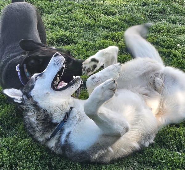 Moose, an adoptable Siberian Husky in Kennewick, WA, 99336 | Photo Image 3