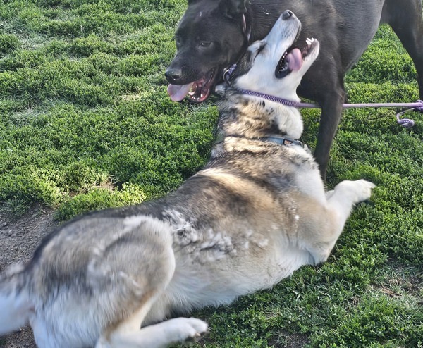 Moose, an adoptable Siberian Husky in Kennewick, WA, 99336 | Photo Image 4