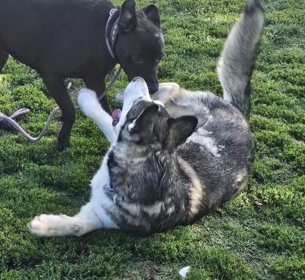 Moose, an adoptable Siberian Husky in Kennewick, WA, 99336 | Photo Image 5