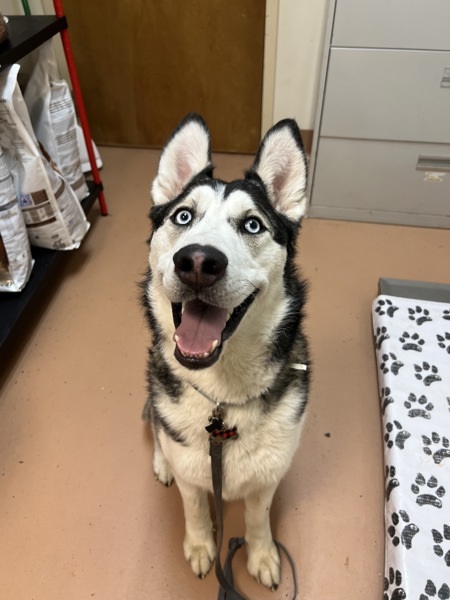 Moose, an adoptable Siberian Husky in Kennewick, WA, 99336 | Photo Image 6