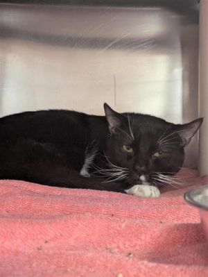 Francis, Young Male Domestic Short Hair