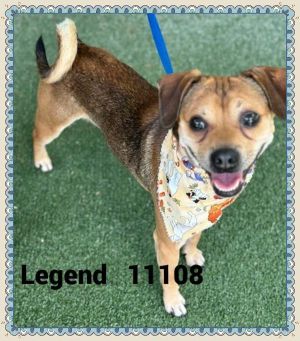 Primary Color Brown Secondary Color Tan Weight 193lbs Age 7yrs 0mths 1wks Animal has been Neute
