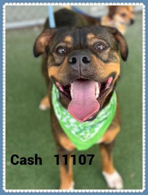 Primary Color Black Tan Weight 78lbs Age 1yrs 7mths 1wks Animal has been Neutered