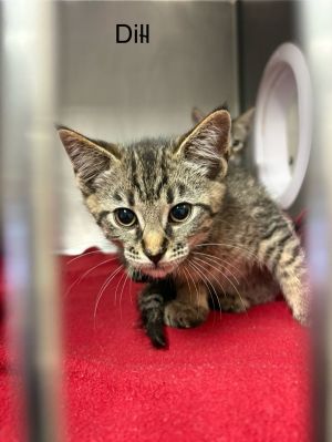 Primary Color Tabby Weight 318lbs Age 0yrs 0mths 12wks Animal has been Neutered