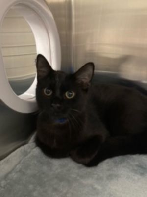 Primary Color Black Weight 693lbs Age 2yrs 0mths 1wks Animal has been Neutered