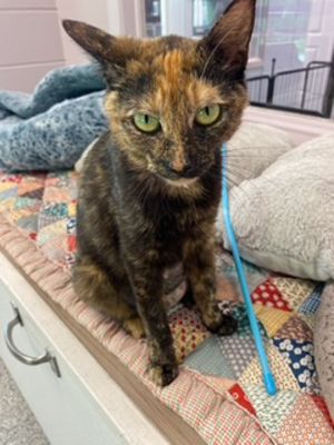 Snow White Domestic Short Hair Cat